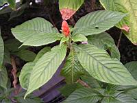 Aphelandra sinclairiana (fam. Acanthacees) (Am. centrale) (4) (Photo F. Mrugala)